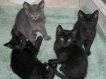 Cats Black and Grey